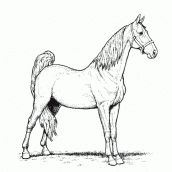 Featured image of post Filhote Desenho De Cavalo Para Colorir Veja a nossa sela o de para colorir no desenhospracolorir com br