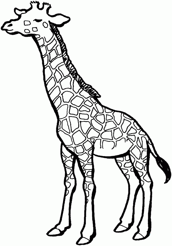 Desenhos de animais da Africa para colorir