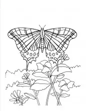 borboleta spara imprimir e colorir