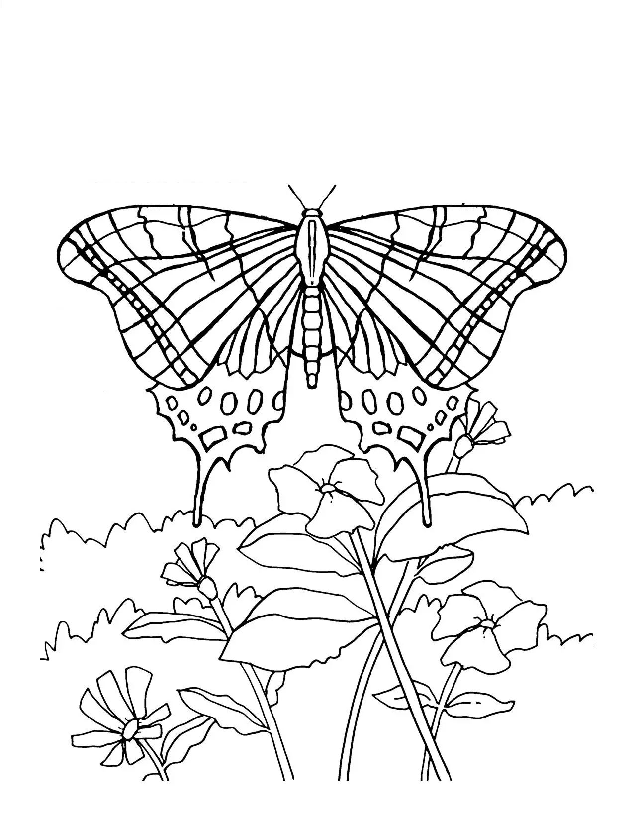 borboleta spara imprimir e colorir