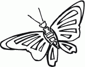 borboletas desenhos para imprimir