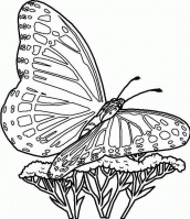 borboletas para colorir online