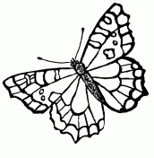 borboletas voando para imprimir