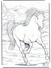 cavalos para desenhar