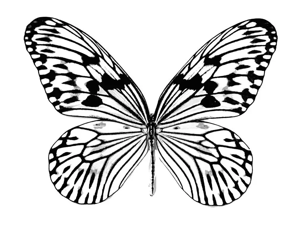 como pintar uma borboleta