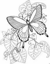 desenho borboletas