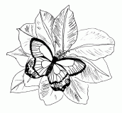 desenho de borboleta com flores