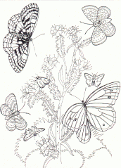 desenho de borboletas para colorir