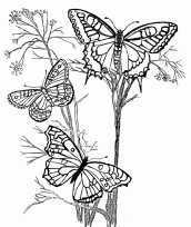 desenho de flor com borboleta