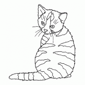 desenhos-colorir-gato