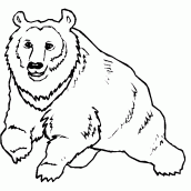 urso para colorir 09