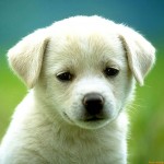 cachorro amigo do homem