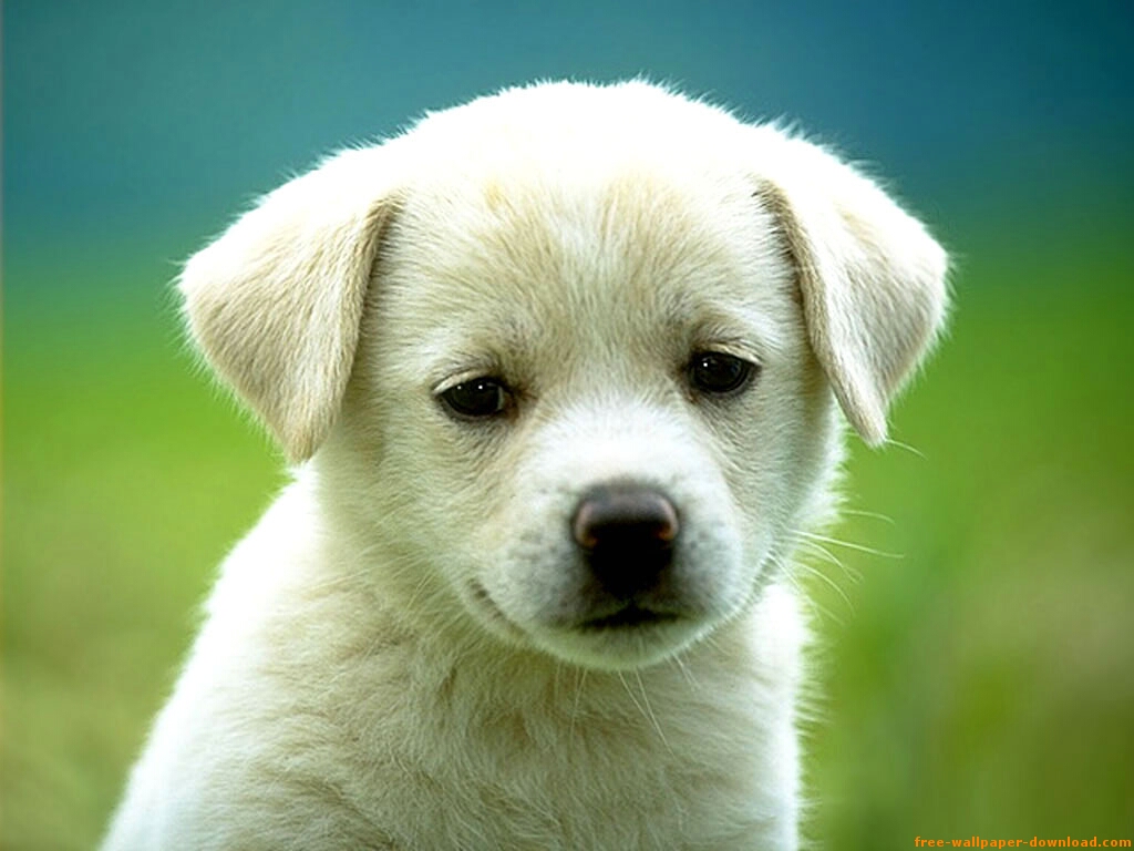 cachorro amigo do homem