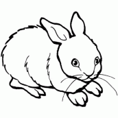 coelhos para colorir
