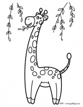 desenho girafa para colorir