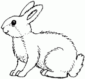 desenho para colorir coelho