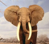 elefante