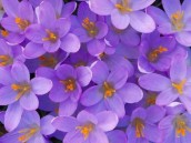 flor violeta