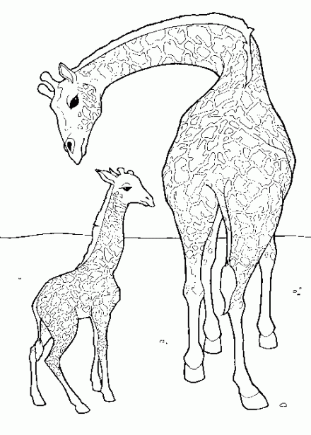 girafa colorir