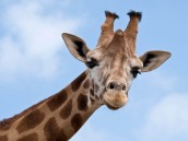 girafa foto