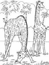 girafas para colorir