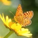 borboleta na flor
