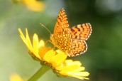 borboleta na flor