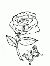 desenho de rosas para colorir