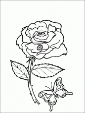 Rosas para colorir