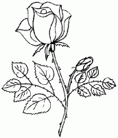 desenho de rosas para colorir