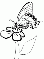 desenho para colorir borboletas e flores