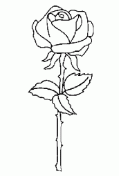 desenho para colorir de rosas