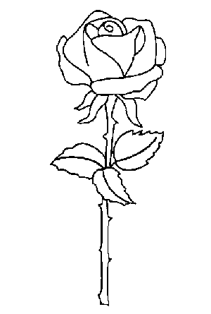 desenho para colorir de rosas