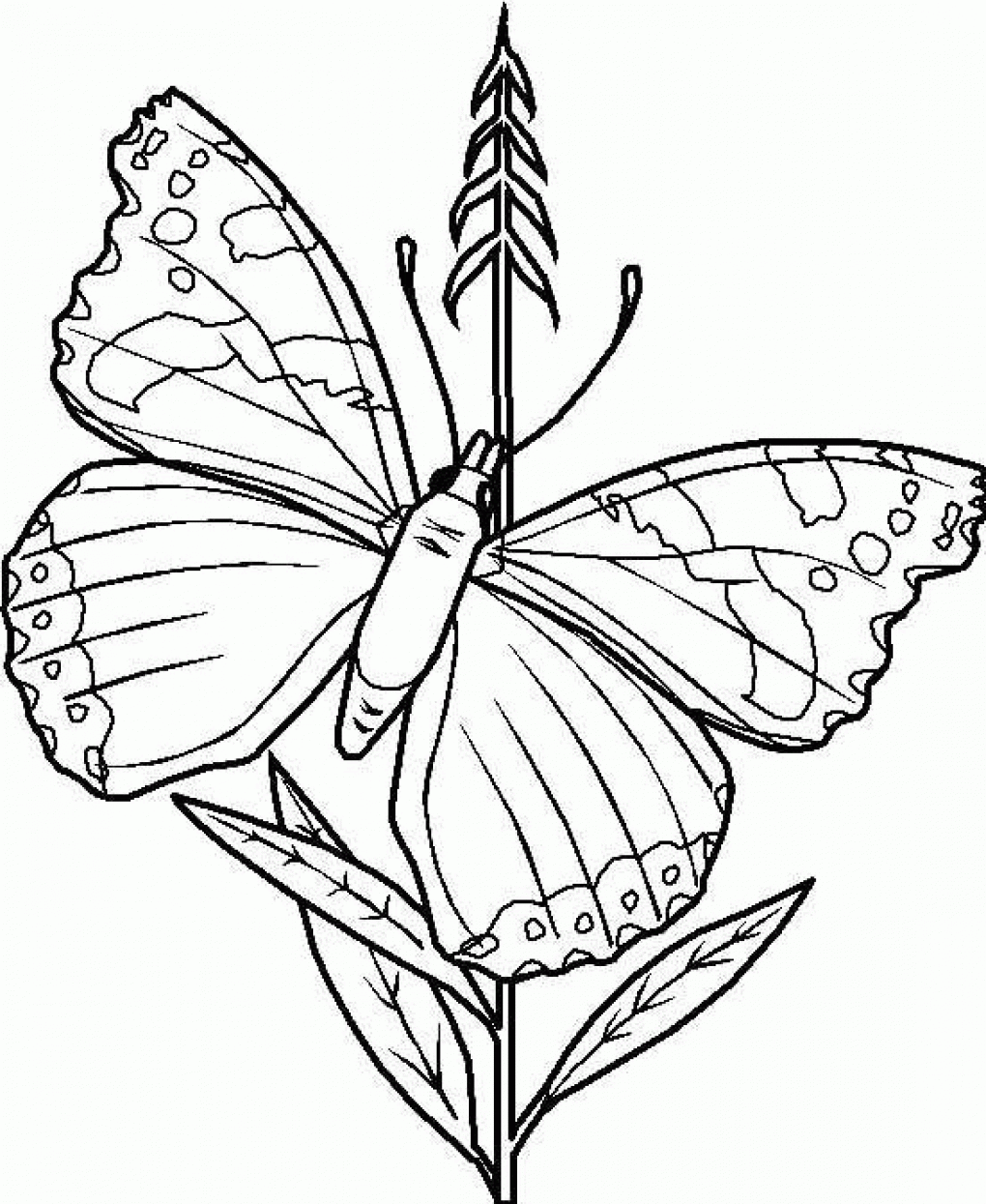 desenhos da borboleta