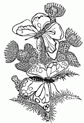 desenhos de borboletas com flores