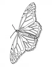 desenhos de borboletas grandes para imprimir