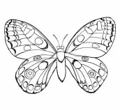 desenhos de borboletas para colorir e imprimir