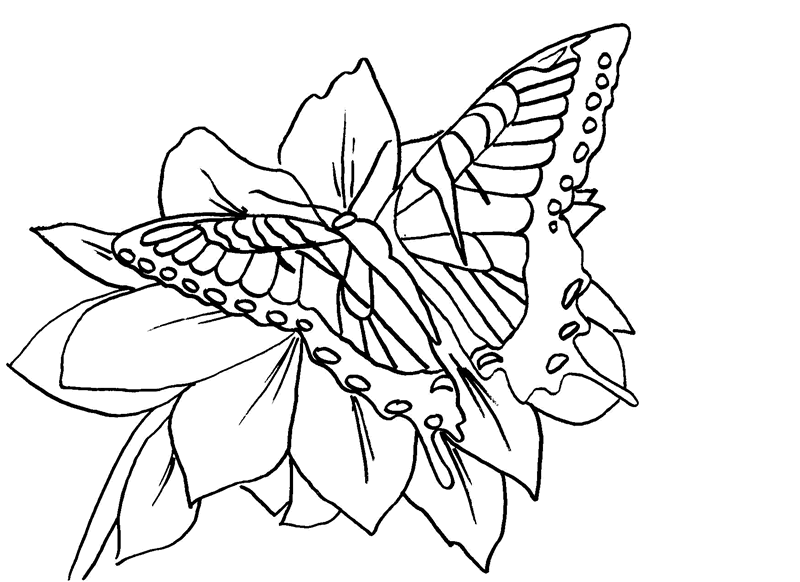 desenhos de borboletas voando colorir