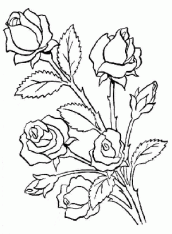 Rosas para colorir