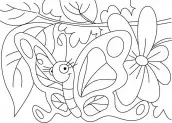 desenhos de uma borboleta colorir
