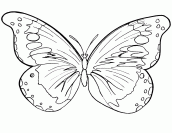 desenhos para colorir da borboleta