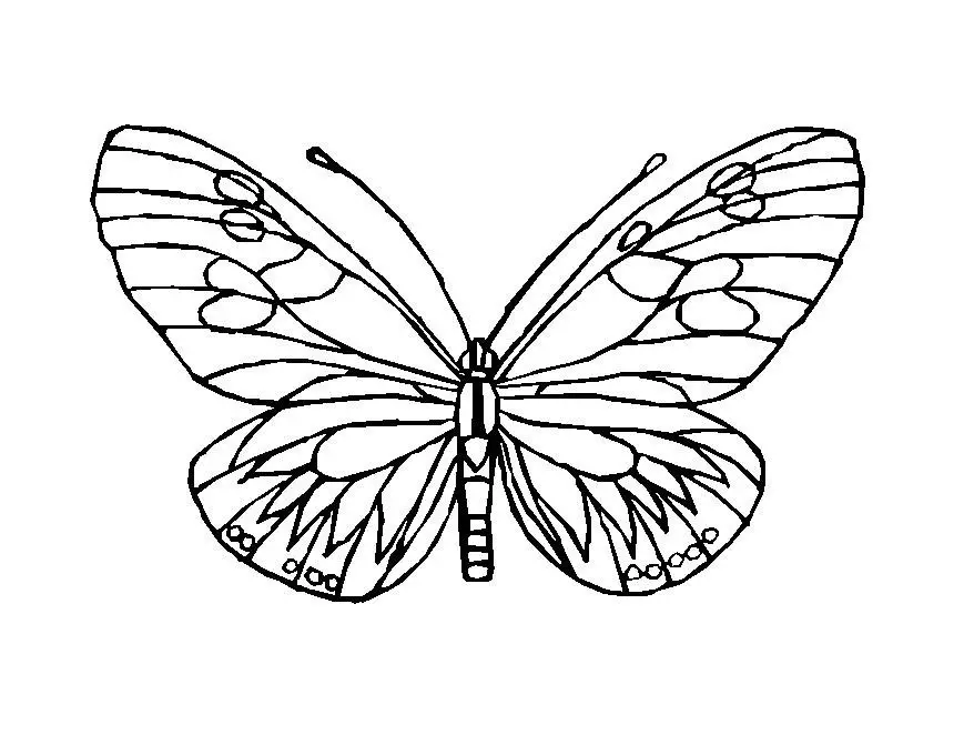 desenhos para colorir de borboletas grandes