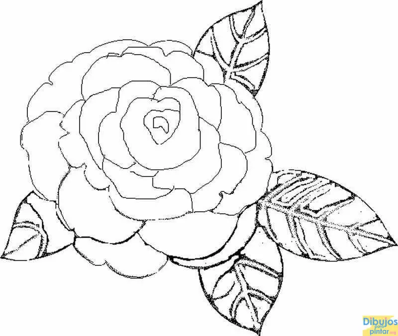 desenhos para colorir de flores
