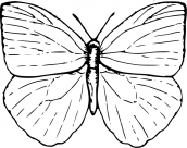 desenhos para colorir flores e borboletas