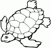 desenhos para colorir tartaruga