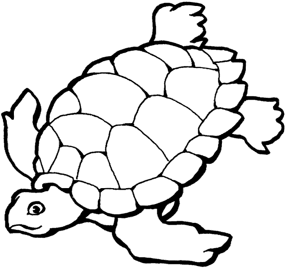 desenhos para colorir tartaruga