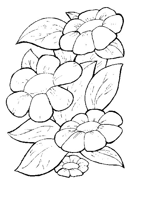 flores desenhos para imprimir