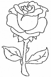 Rosas para colorir