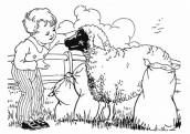 ovelhas para colorir