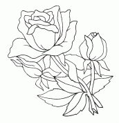 rosa pra colorir